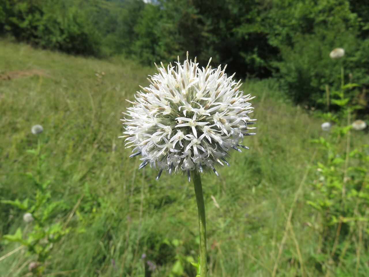 Изображение особи Echinops exaltatus.