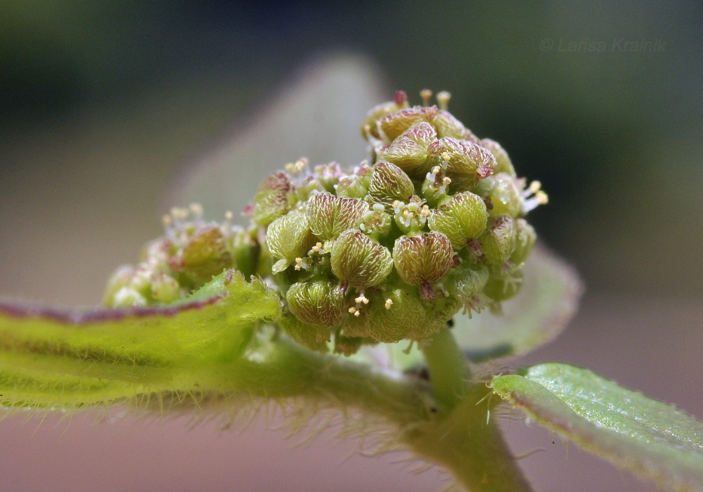 Изображение особи Euphorbia hirta.