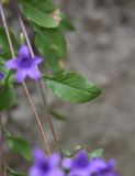 Campanula hohenackeri