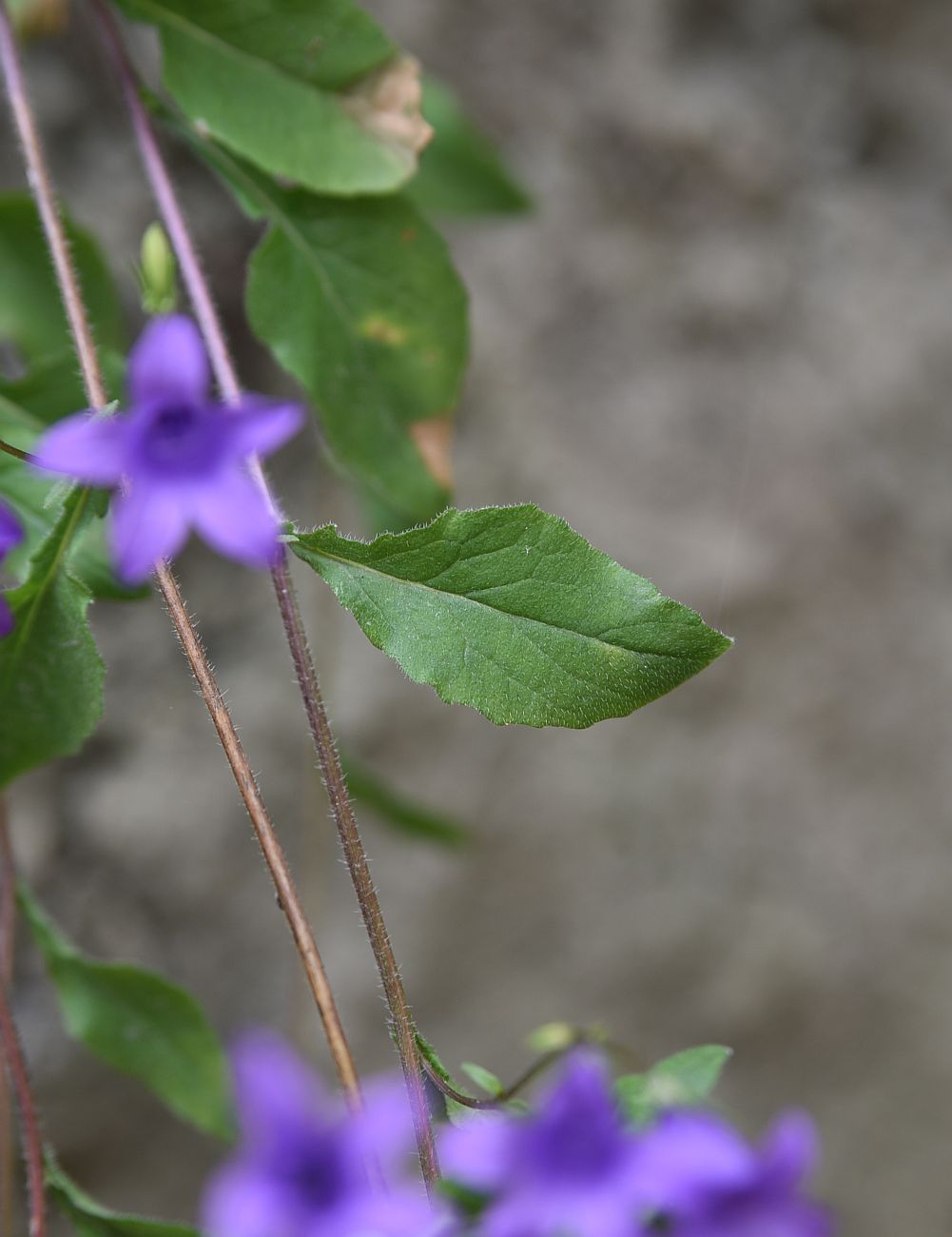 Image of Campanula hohenackeri specimen.