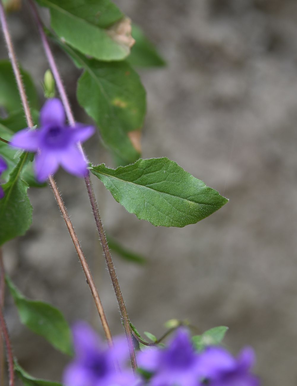 Изображение особи Campanula hohenackeri.