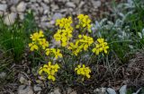 Erysimum substrigosum. Цветущее растение. Дагестан, Казбековский р-н, долина р. Сулак, Сулакский каньон, ≈ 900 м н.у.м., каменистый участок лугового склона. 01.05.2022.