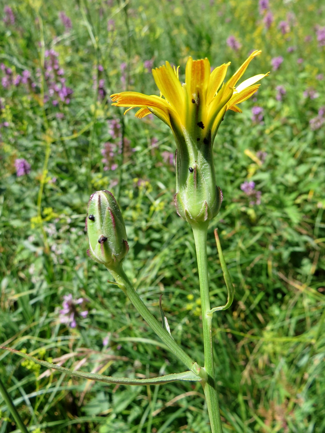 Image of Scorzonera franchetii specimen.
