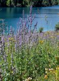 Nepeta nuda