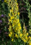 Linaria grandiflora