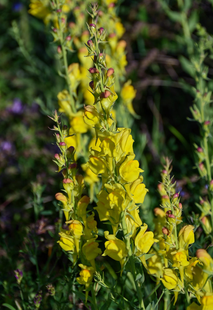 Image of Linaria grandiflora specimen.