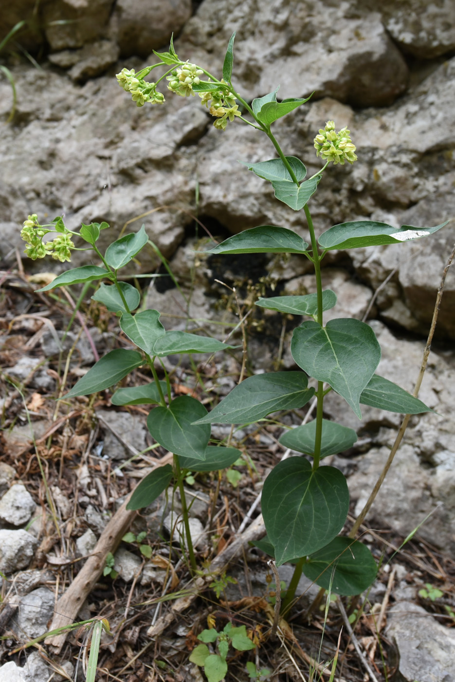 Image of genus Vincetoxicum specimen.