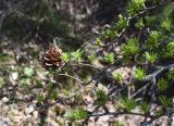 Larix decidua. Ветви с шишкой. Испания, автономное сообщество Каталония, провинция Жирона, комарка Рипольес, муниципалитет Мольо, окр. перевала Коль-де-Арес (1513 м н.у.м), склон северной экспозиции, смешанный лес. 12.04.2024.