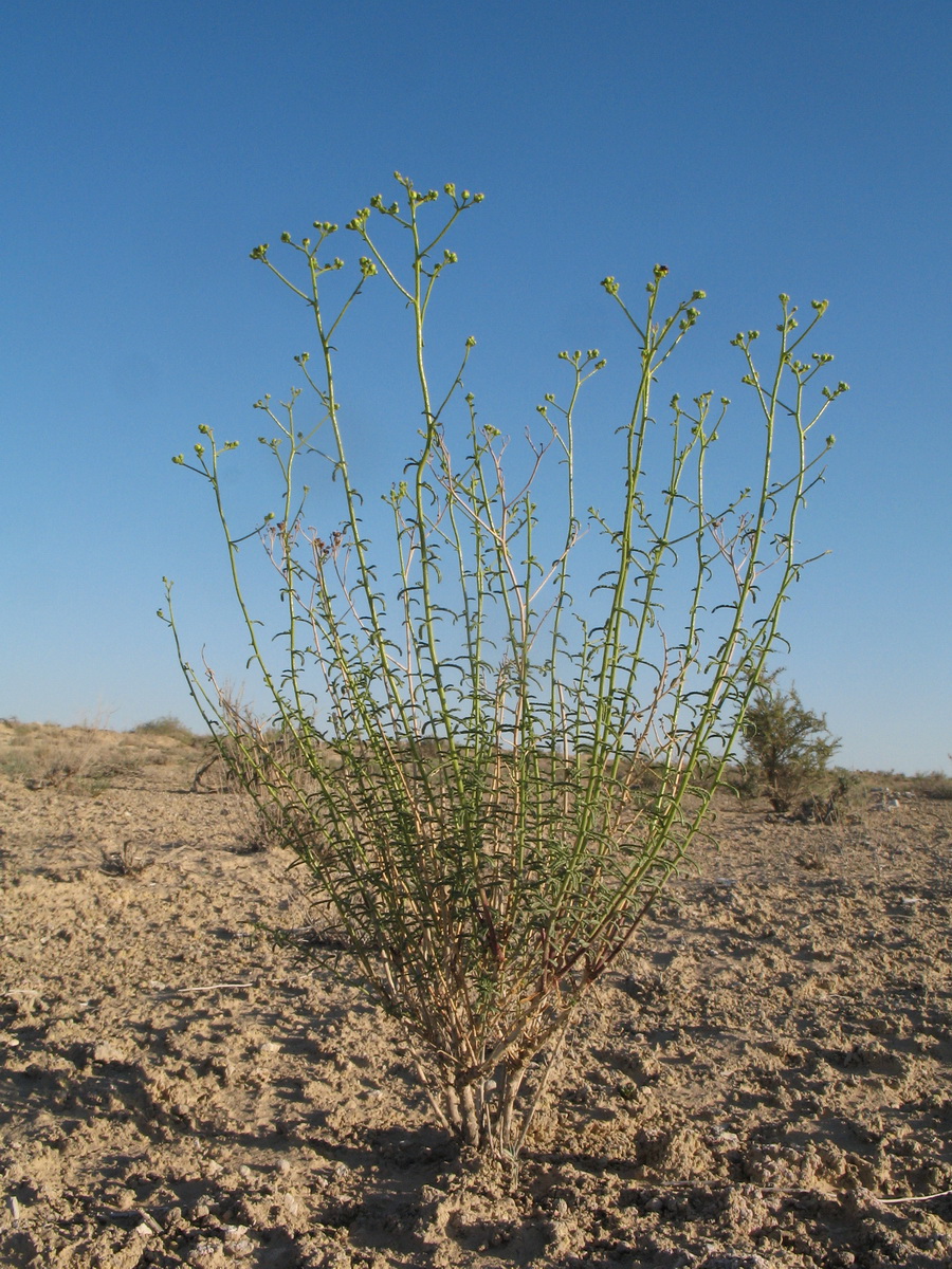 Image of Haplophyllum ramosissimum specimen.