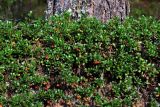Arctostaphylos uva-ursi