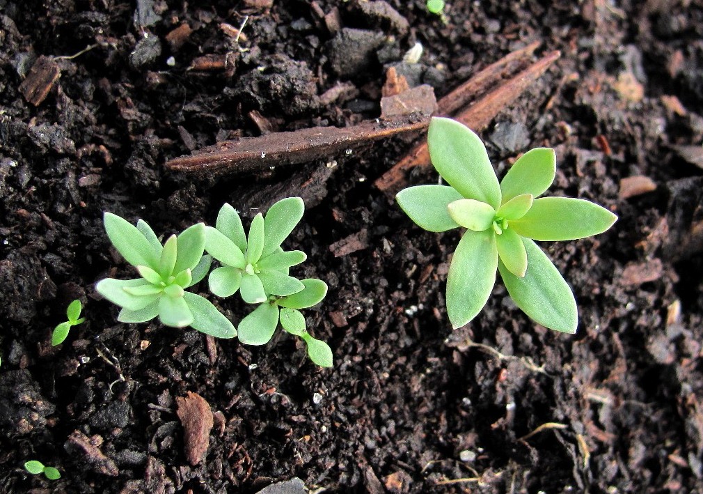 Image of Linaria vulgaris specimen.