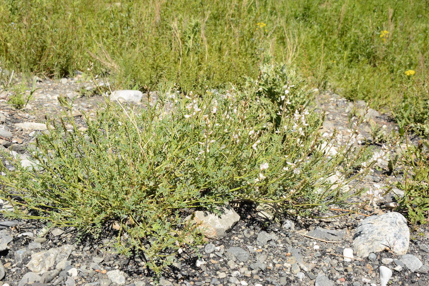 Изображение особи Astragalus pseudomacropterus.