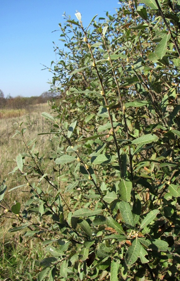 Image of Salix &times; multinervis specimen.