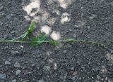 genus Rumex