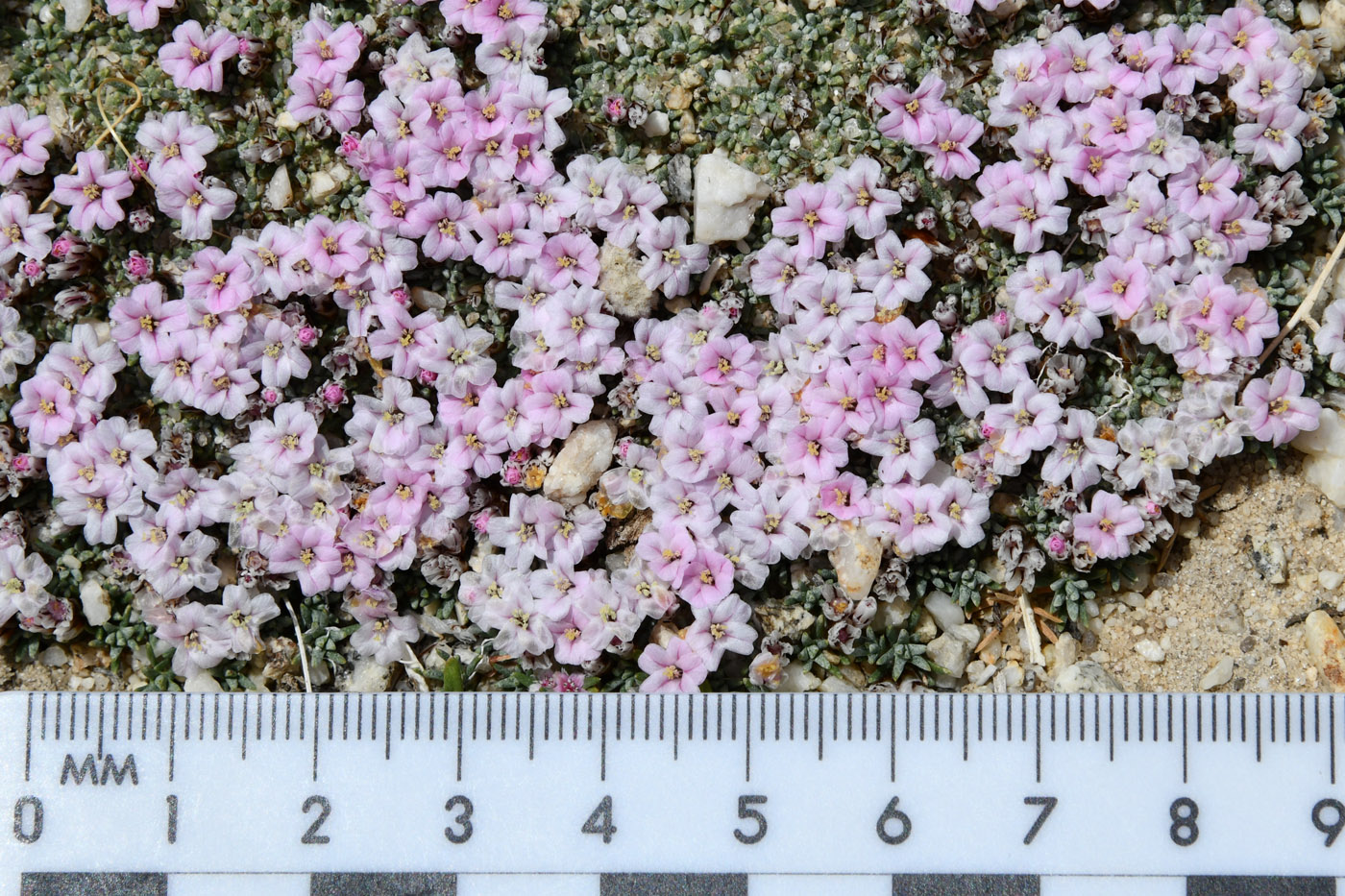 Изображение особи Acantholimon diapensioides.