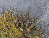 Hygroamblystegium humile
