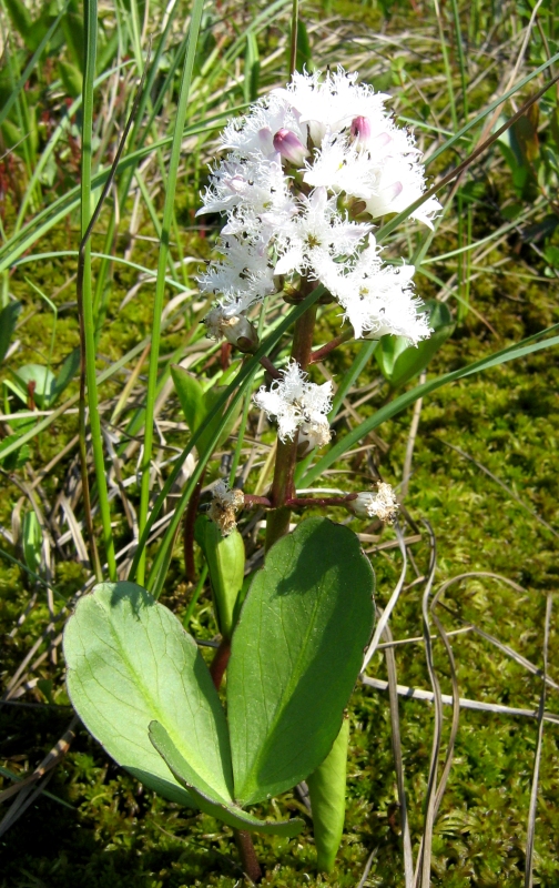 Image of Menyanthes trifoliata specimen.