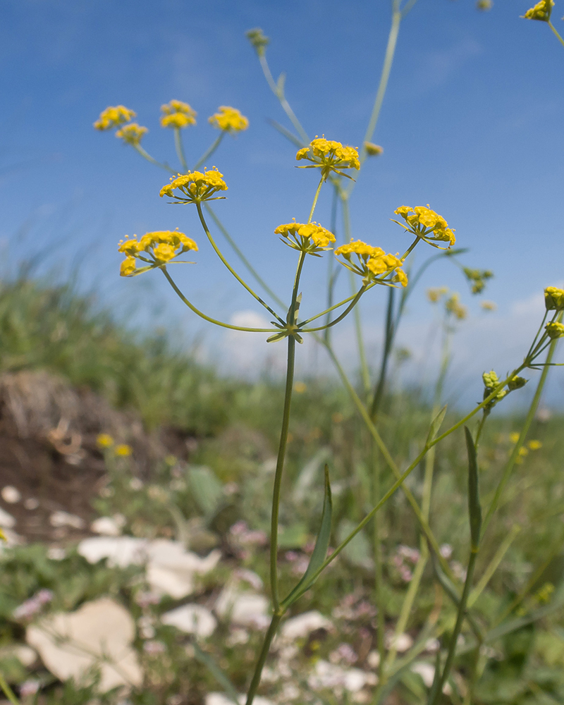 Image of Bupleurum nordmannianum specimen.