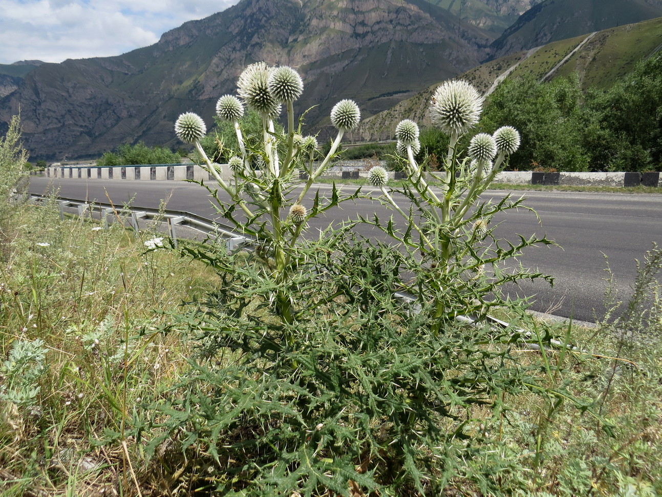 Изображение особи род Echinops.