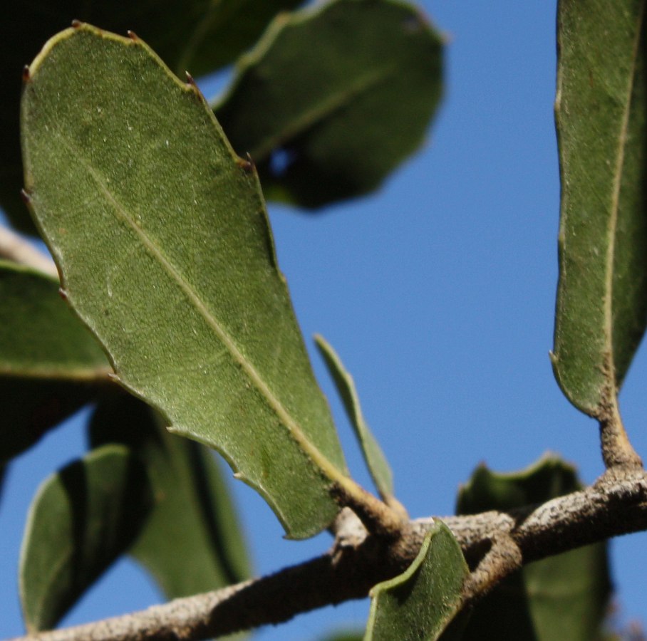 Изображение особи Quercus calliprinos.