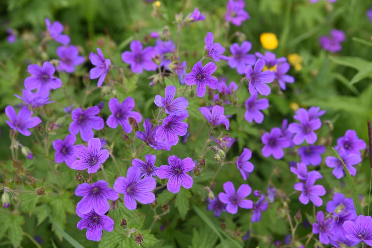 Изображение особи Geranium sylvaticum.