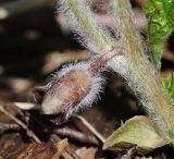 Asarum europaeum
