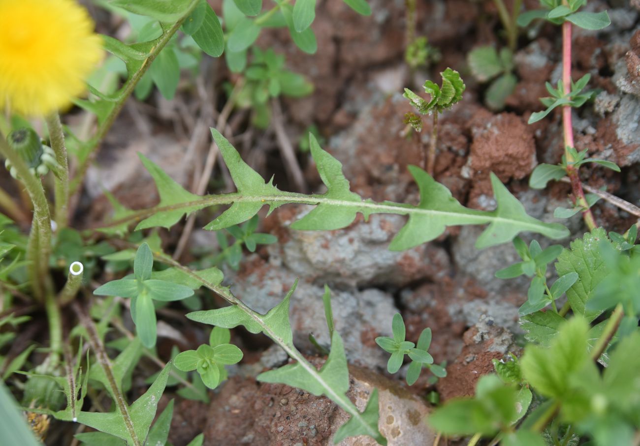 Image of genus Taraxacum specimen.