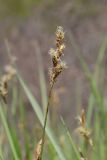 Carex praecox