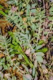 Rhodiola rosea