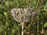 Tordylium officinale. Незрелое соплодие. Испания, Каталония, пров. Жирона, комарка Баш Эмпорда, муниципалитет Паламос, берег р. Ауби, высокотравный луг. 18.05.2025.