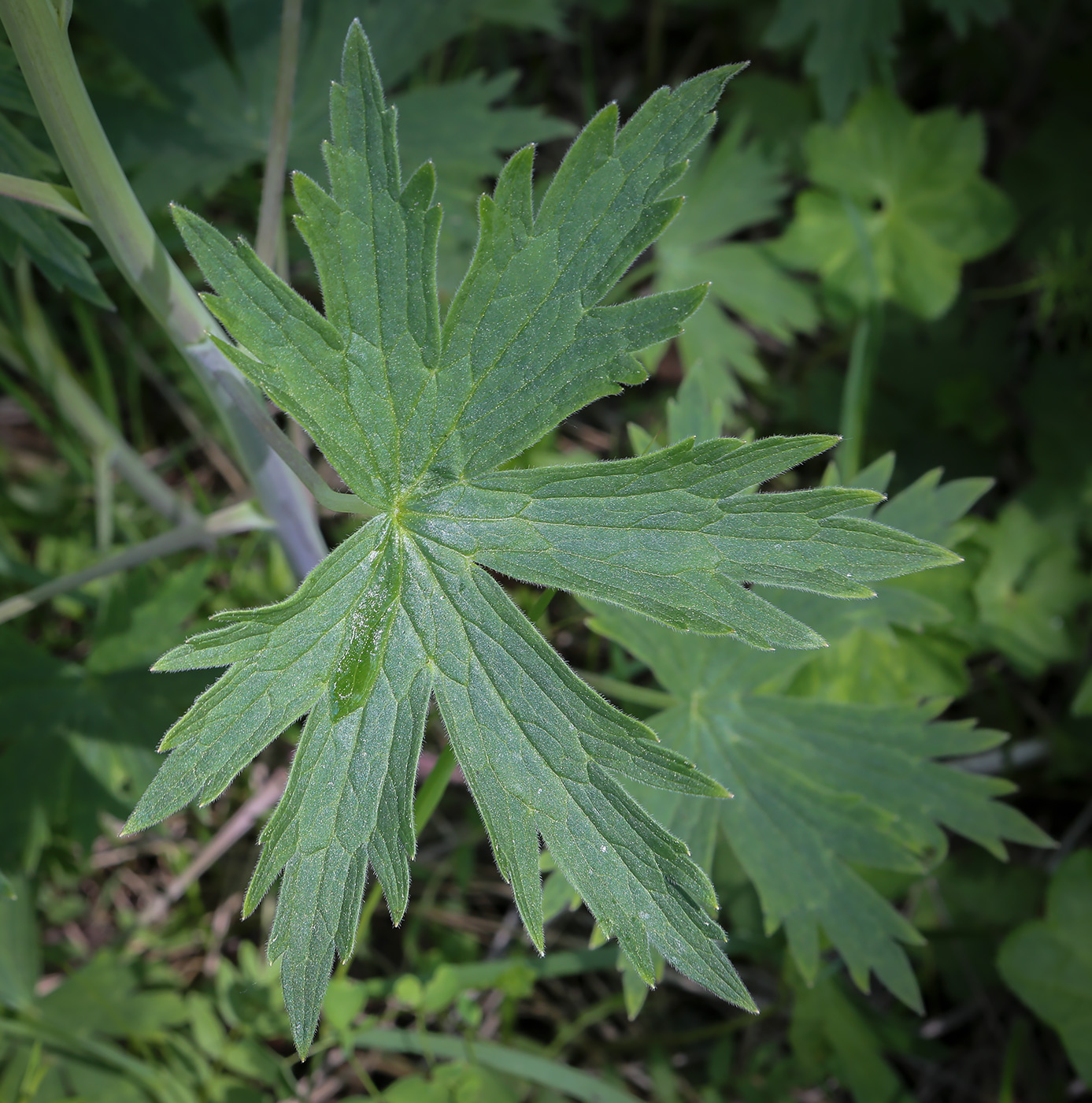 Image of Delphinium elatum specimen.
