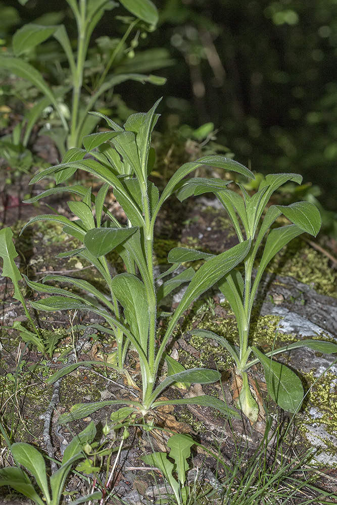 Image of familia Caryophyllaceae specimen.