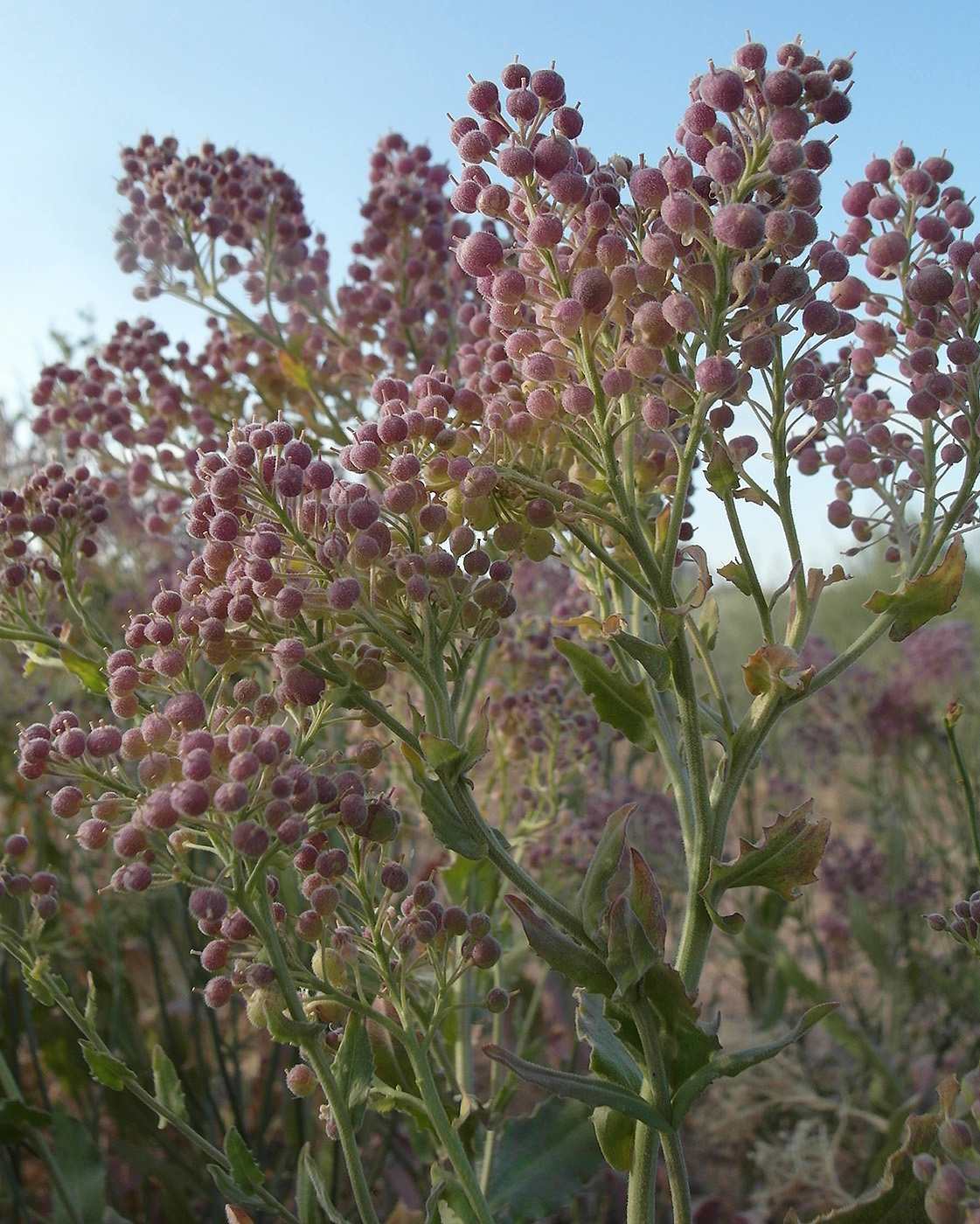 Изображение особи Cardaria pubescens.