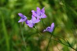 Campanula rapunculus
