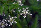 Anthriscus sylvestris