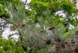 Pinus tabuliformis