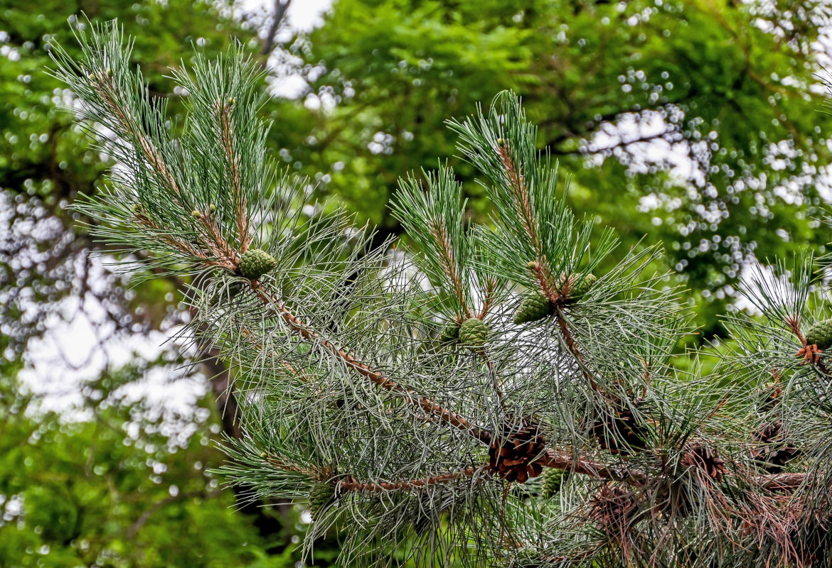 Изображение особи Pinus tabuliformis.