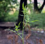 семейство Apiaceae. Верхушка растения в начале цветения. Абхазия, окр. г. Новый Афон, Иверская гора, дубрава. 12.06.2025.