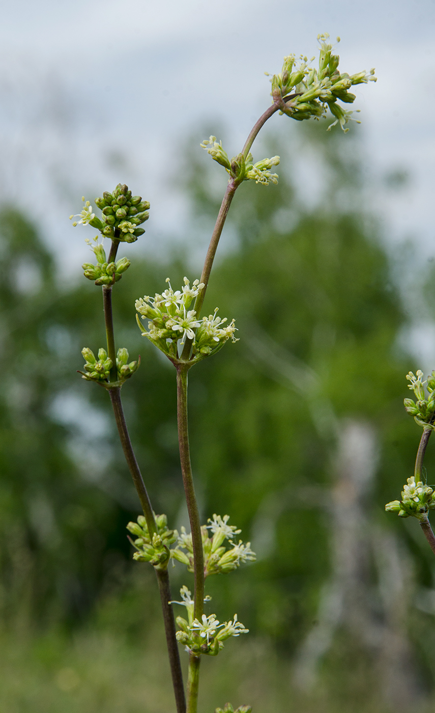 Image of Silene baschkirorum specimen.