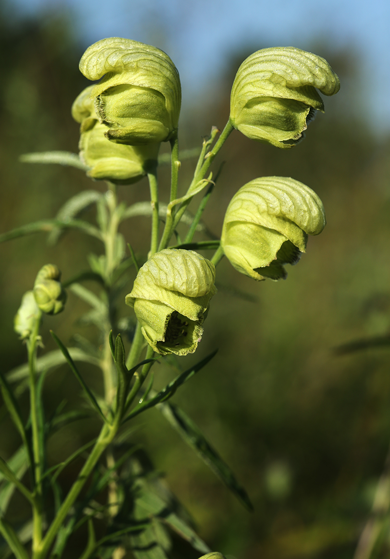 Image of Aconitum coreanum specimen.