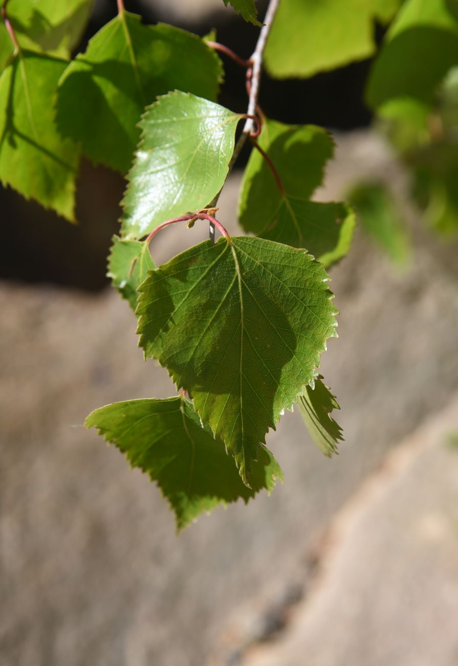 Image of Betula pendula specimen.