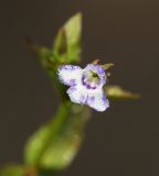 Lindernia procumbens