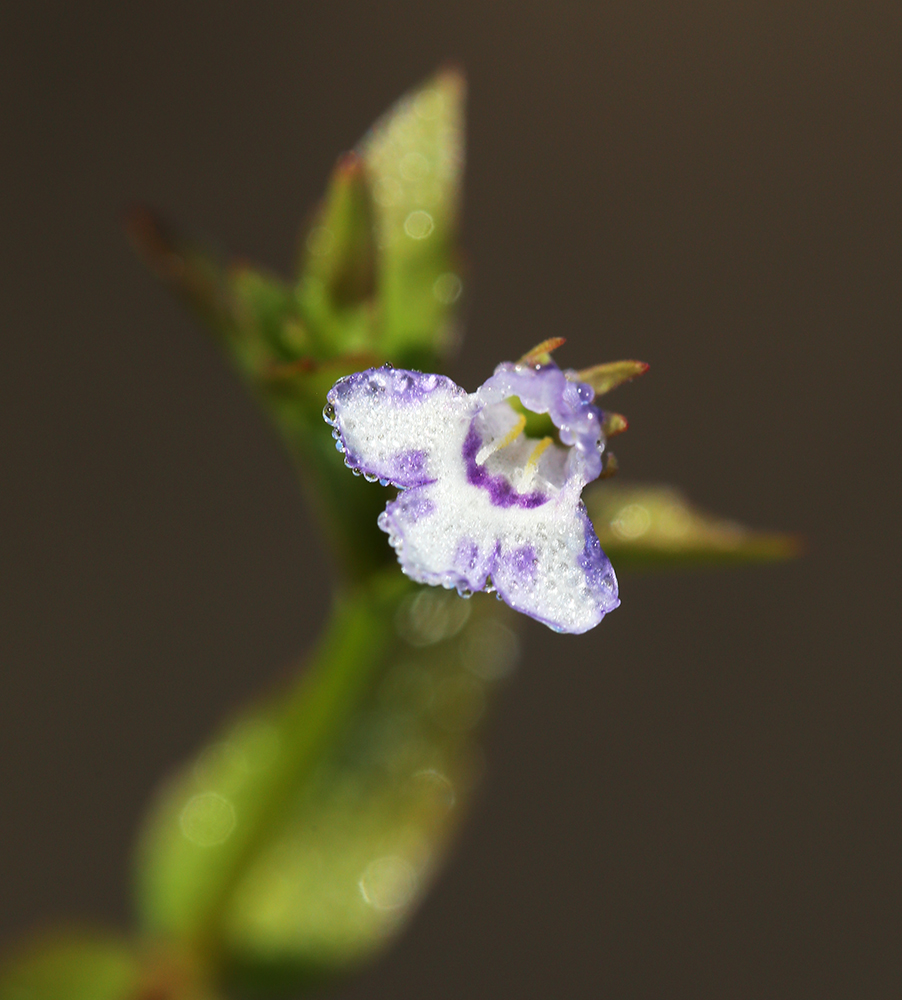 Изображение особи Lindernia procumbens.