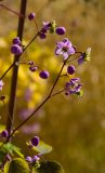 Thalictrum delavayi. Часть соцветия с цветками и бутонами. Пермь, Ленинский р-н, набережная Камы, в озеленении. 1 сентября 2024 г.