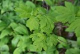Acer trautvetteri. Листья. Кабардино-Балкария, Эльбрусский р-н, западный склон горы Донгуз-Орун-Гитче-Кара-Баши, выс 2250 м н.у.м., берёзовое криволесье. 17 июня 2025 г.