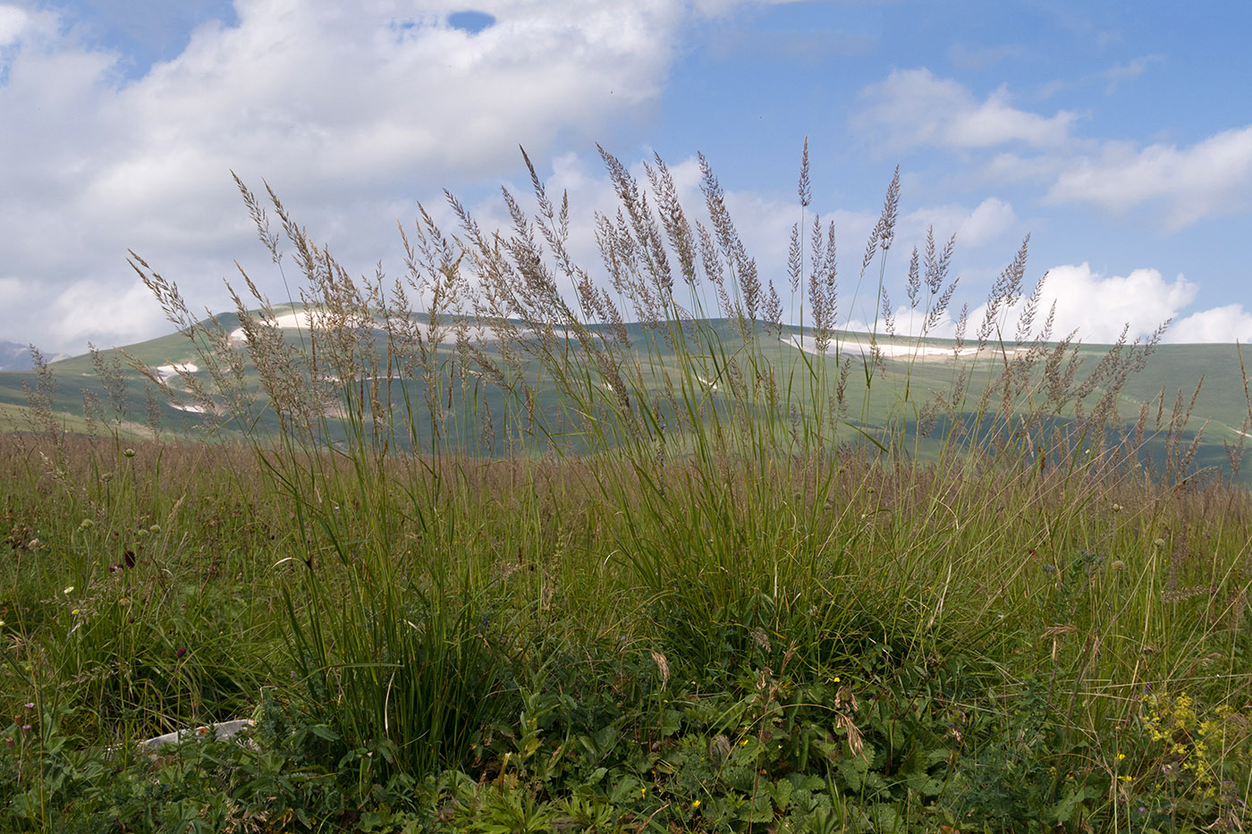 Изображение особи род Calamagrostis.