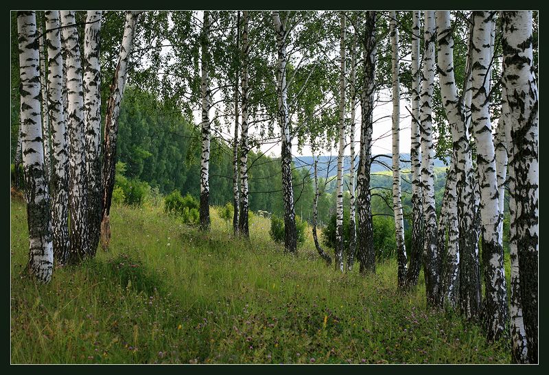 Изображение особи Betula pendula.