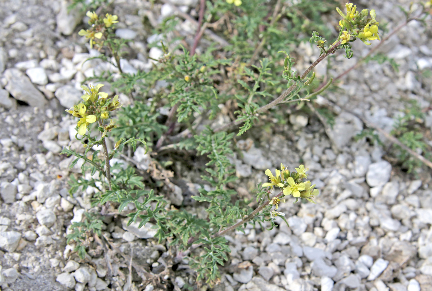 Image of Erucastrum gallicum specimen.