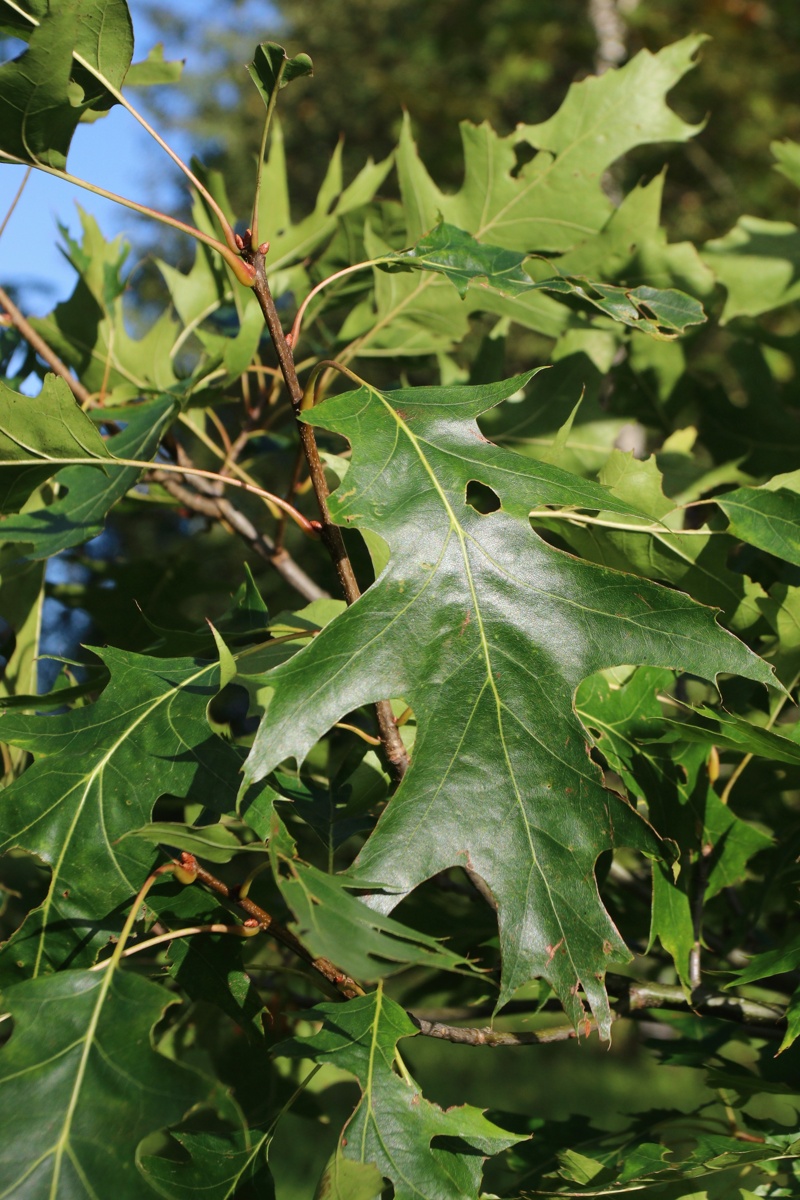 Изображение особи Quercus rubra.