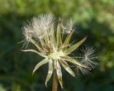 Taraxacum confusum. Соплодие с осыпающимися семянками. Кабардино-Балкария, Черекский р-н, гора Хазнибаши, ≈ 2900 м н.у.м., альпийский луг. 30.07.2025.